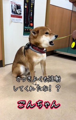 返事をするごんちゃん