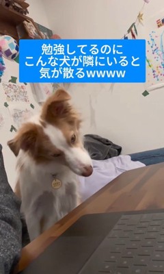 勉強中に隣にきたラスカルくん2