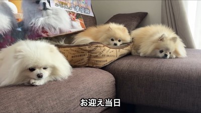 3姉妹ポメラニアン