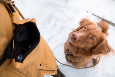 オスワリで犬を落ち着かせる飼い主