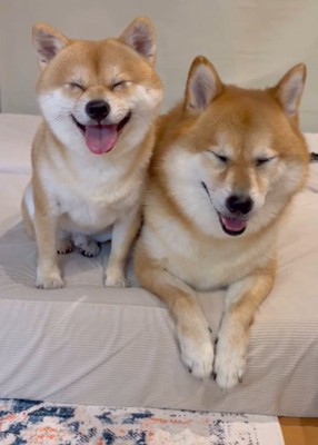 笑顔の2匹の犬