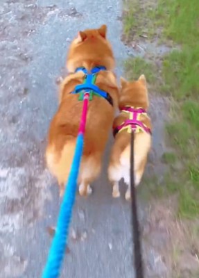 歩く2匹の犬