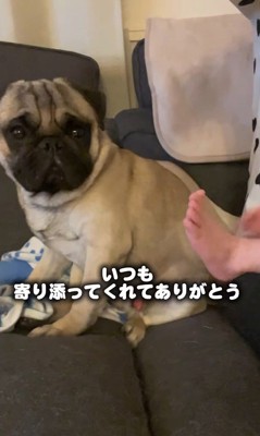 ミルクを飲む赤ちゃんを見守る2匹2