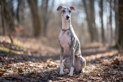 地面に座っている犬