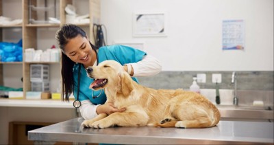 診察台の上に乗る犬