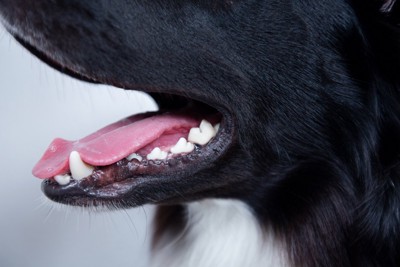 呼吸する犬の口元