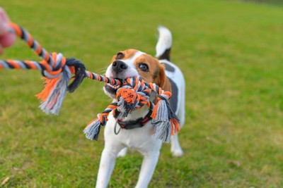 ロープのおもちゃと犬