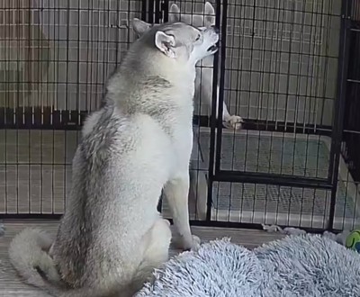 ケージの前