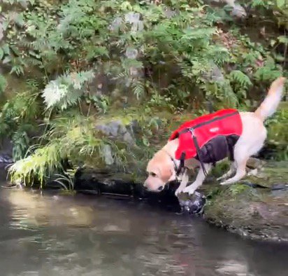 『超』がつくほどのビビり犬→川でパパが流されてしまった結果…想像以上に『葛藤する光景』が22万再生「危険ってわかって賢い」「可愛いｗ」
