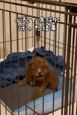 注射後のむぎ君5