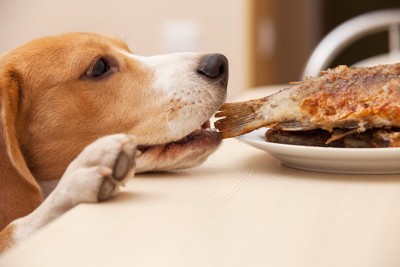 魚をかじる犬