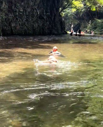 男性のところへ泳いでいく犬