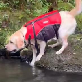 『超』がつくほどのビビり犬→川でパパが流されてしまった結果…想像以上に『葛藤する光景』が22万再生「危険ってわかって賢い」「可愛いｗ」