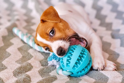 青いおもちゃ、大きな口をあけた犬