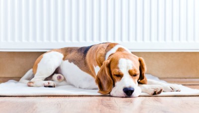 暖房前で休む犬
