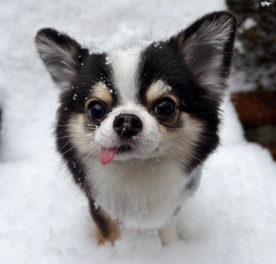 雪