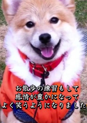 お散歩が大好きなわんこに!!