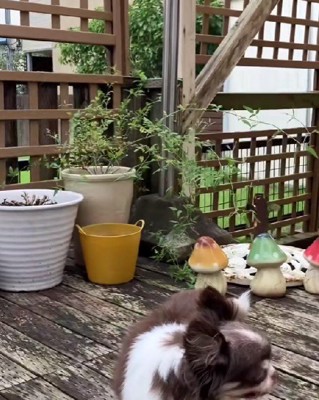 第3の犬生の始まりです