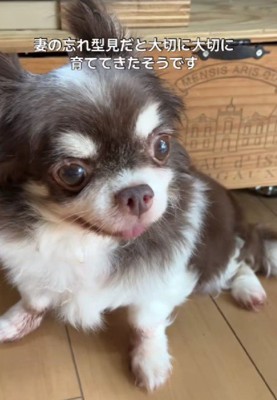 おじいちゃんと2人暮らしに…