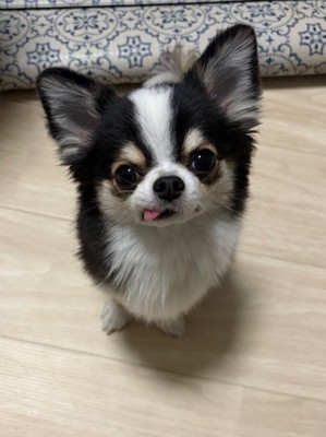 舌