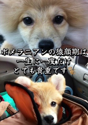 猿期も変わらず溺愛!!