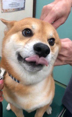 舌が出るれお君