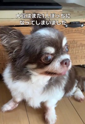 ひとりぼっちになった大豆ちゃん