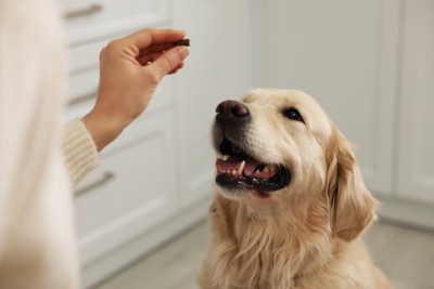 薬を見つめる犬