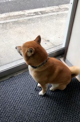 帰りたいれお君