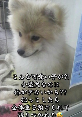 大きすぎてセールに?