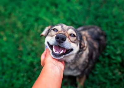 犬の顎の下を撫でる