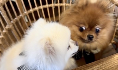 まさかの