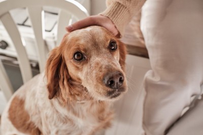 足元、見つめる犬