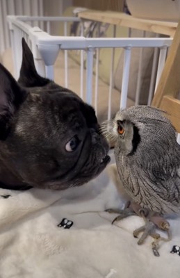 クンクン