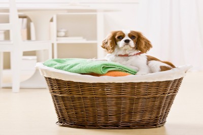 洗濯かごに入る犬