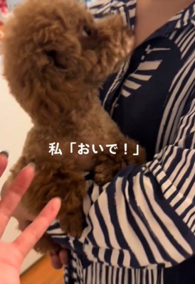 犬の横顔