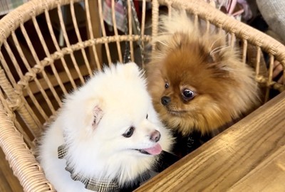 近くで