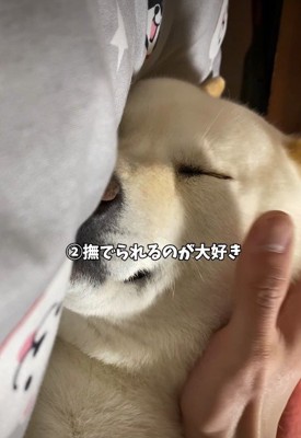 撫でられることが大好き