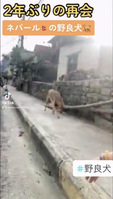 霧の路地を歩いてくる犬