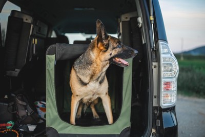 布製のクレートと大型犬