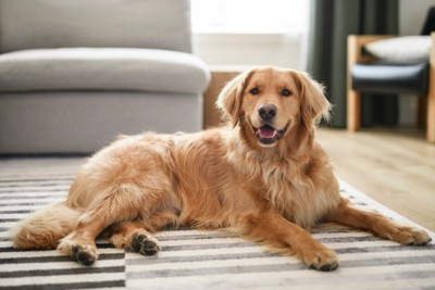部屋でくつろぐ犬