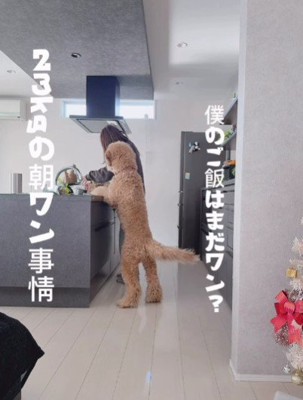 「僕のごはんはまだ？」