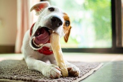 おやつをかじる犬