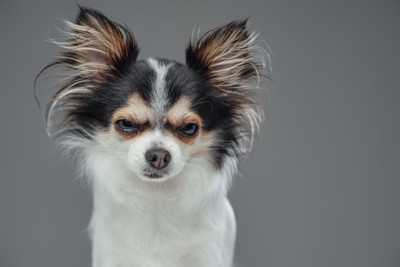 不機嫌そうな表情の犬