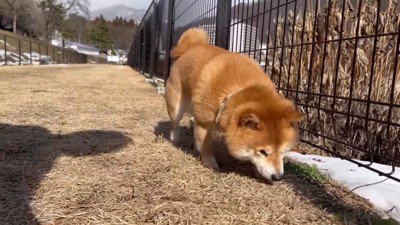 うにくんものんびり散策♪