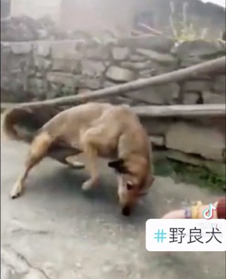 道端で匂いを確かめる犬