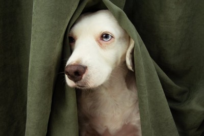カーテンに隠れる犬