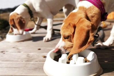 早食い防止皿でご飯を食べる2頭の犬