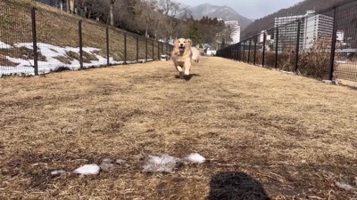 ドッグランで駆け回るおからちゃん