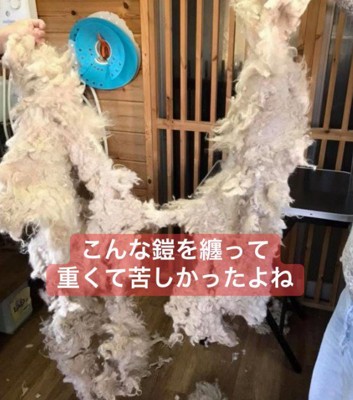 カットした毛はこんなにも…